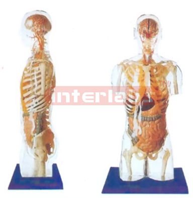 NATURAL TRANSPARENT TORSO MODEL WITH HEAD, ORGANS IN SKELETON